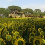 Vendita terreno agricolo a Roma - Azienda agricola Boccea